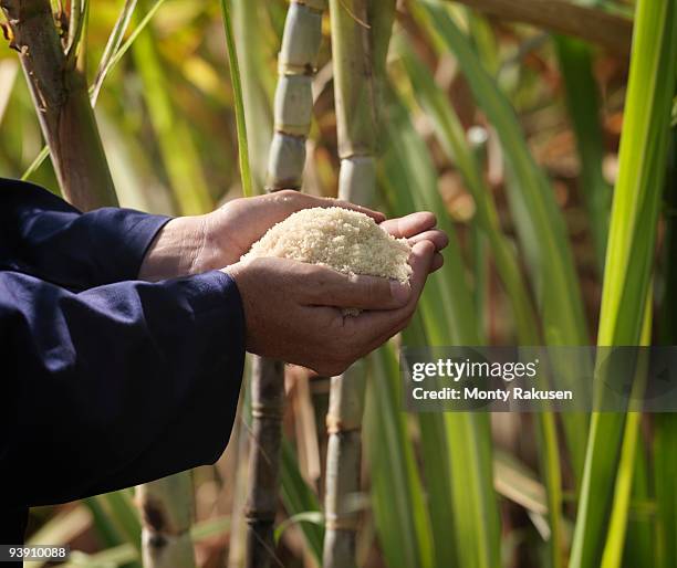 hand with processed sugar cane in field - canna da zucchero foto e immagini stock