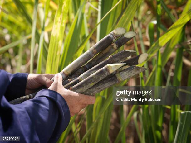 hands holding harvested sugar cane - sugar cane stock pictures, royalty-free photos & images