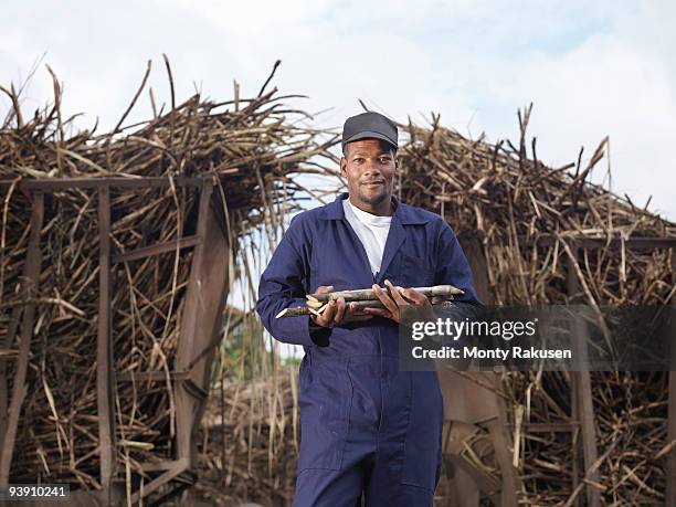 worker holding harvested sugar cane - kompetenz bündeln stock-fotos und bilder