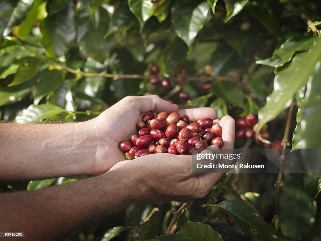 Hands Holding Coffee Beans