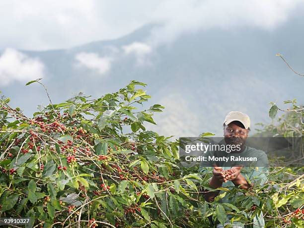 worker holding coffee beans - jamaica coffee stock pictures, royalty-free photos & images