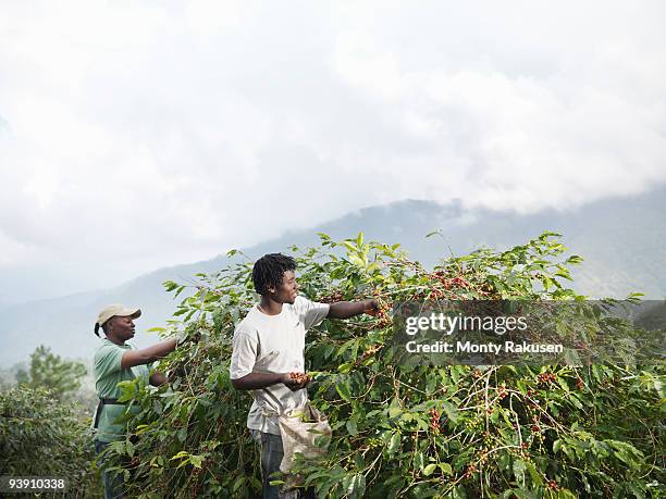 workers picking coffee beans - jamaica coffee stock pictures, royalty-free photos & images