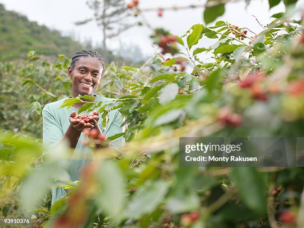 worker with coffee beans in plantation - jamaica coffee stock pictures, royalty-free photos & images