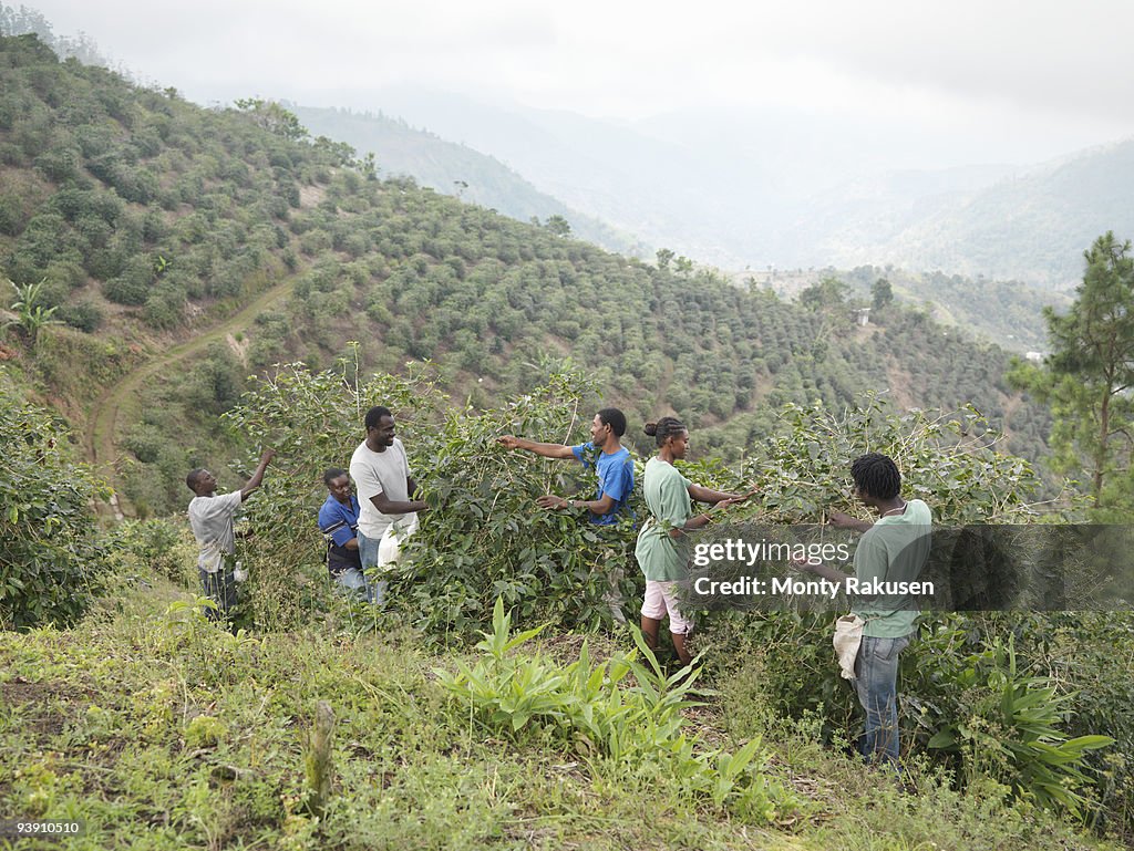 Workers Picking Coffee Beans