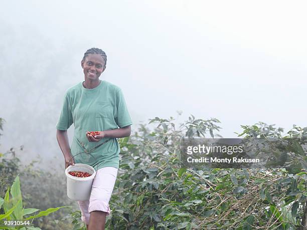 female worker with coffee beans - jamaica coffee stock pictures, royalty-free photos & images