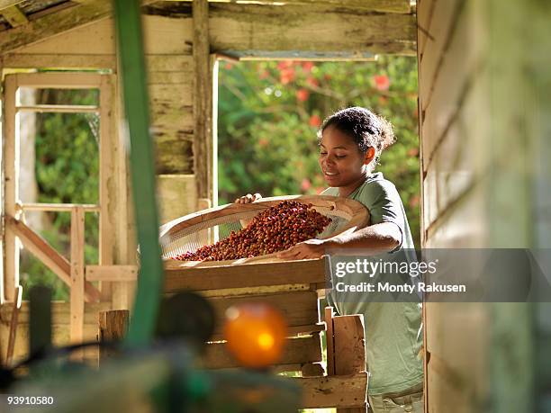 female worker processing coffee beans - jamaica stock-fotos und bilder