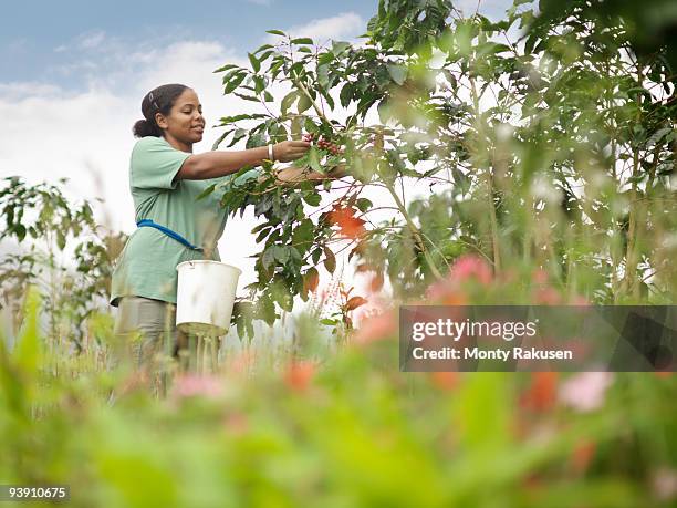 female worker picking coffee beans - jamaica coffee stock pictures, royalty-free photos & images