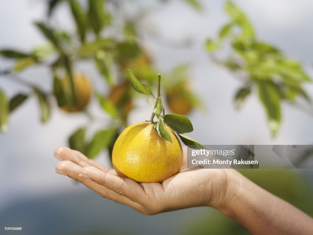 Hand Holding An Orange