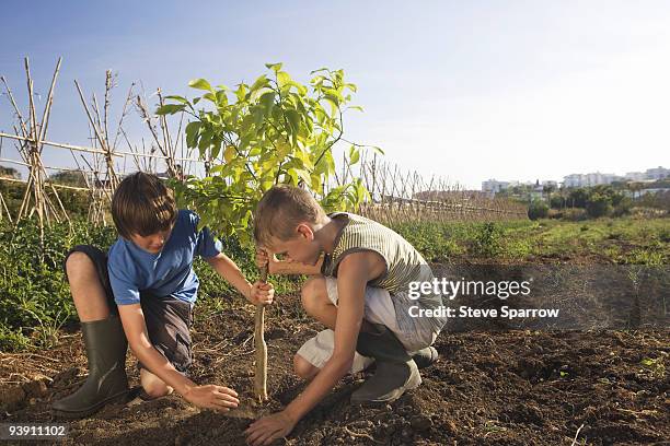 two brothers planting tree - family planting tree foto e immagini stock