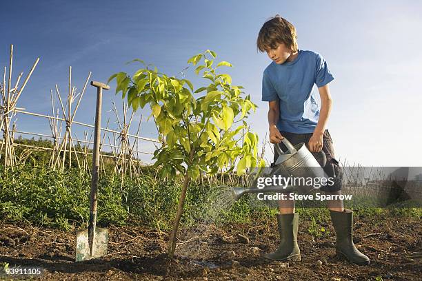 pre-adolescent boy planting tree - pre adolescent child bildbanksfoton och bilder