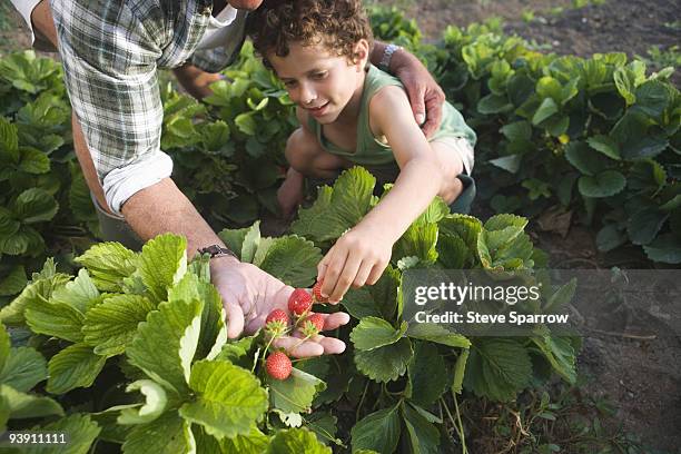 grandson picking strawberries - berry picker stock pictures, royalty-free photos & images