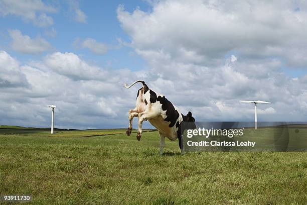 cow jumping in field - happy cow stock-fotos und bilder