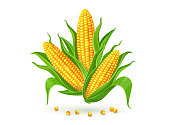 Corn cobs isolated