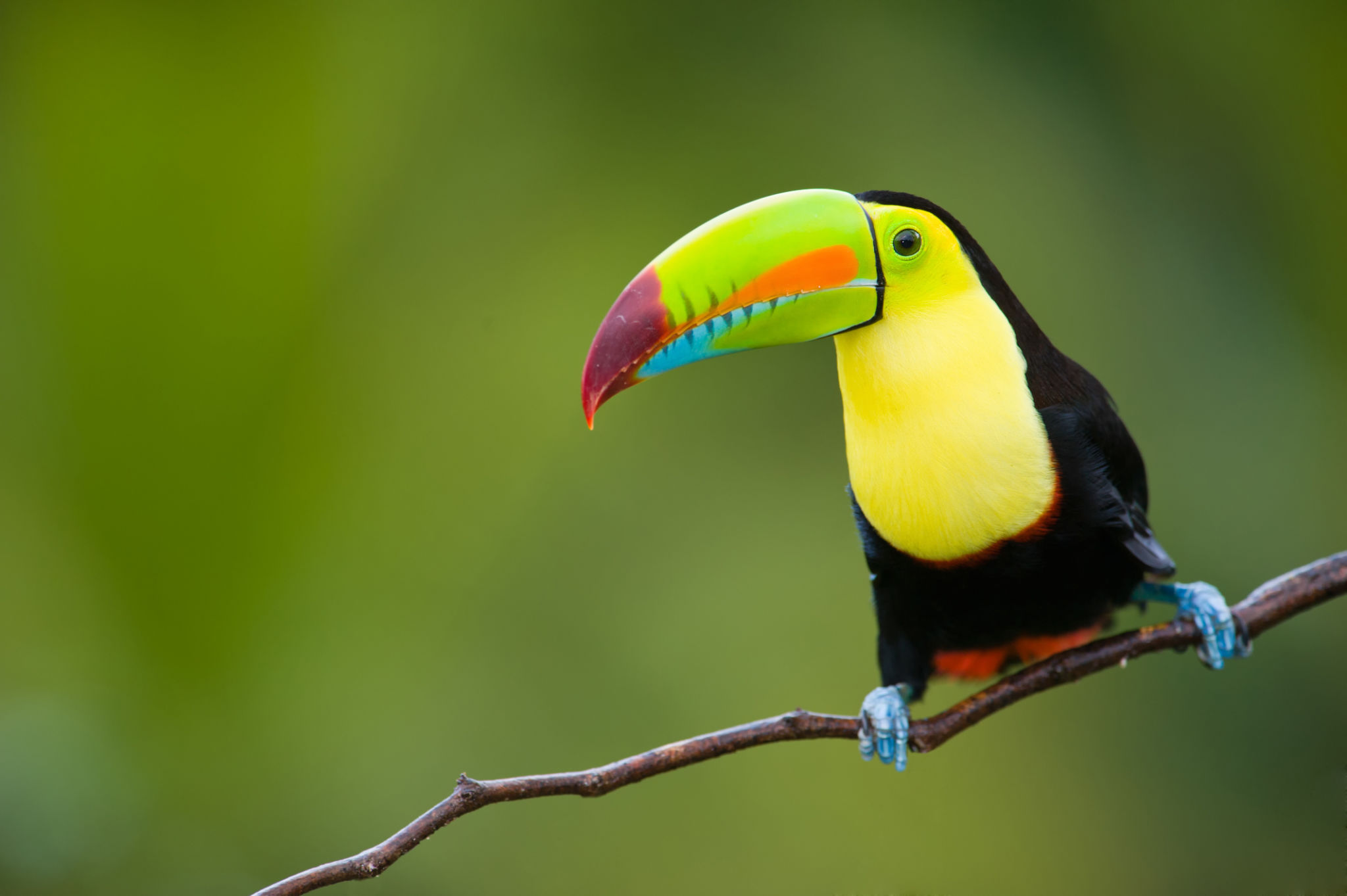 Keel Billed Toucan, from Panama Keel Billed Toucan, from Panama