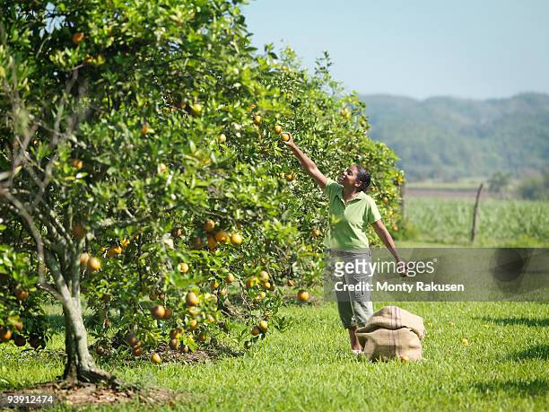 female worker picking oranges - citrus grove fotografías e imágenes de stock