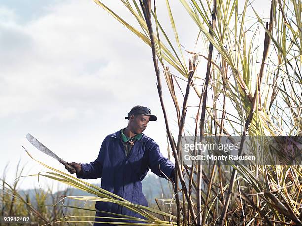 worker harvesting sugar cane - sugar cane field stock-fotos und bilder