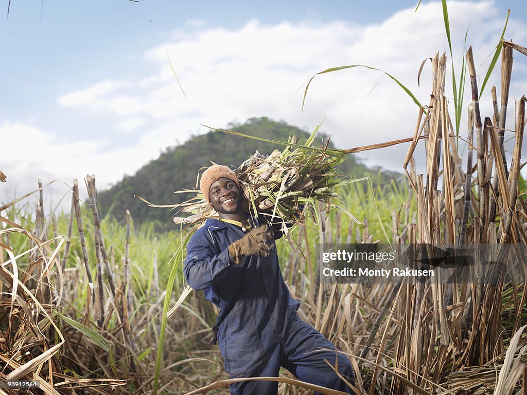 Worker Carrying Sugar Cane