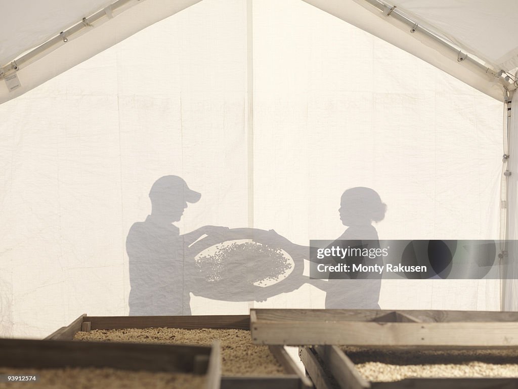 Man And Woman Processing Coffee Beans