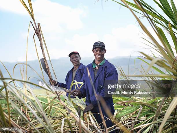 workers harvesting sugar cane - sugar cane field stock-fotos und bilder