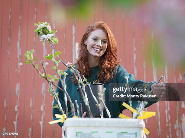 woman with apple blossom shoots - apple blossom tree fotografías e imágenes de stock