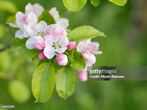 apple blossom - apple blossom stock pictures, royalty-free photos & images