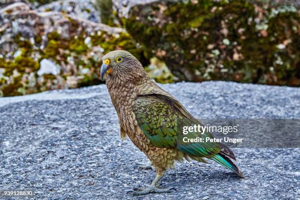 close up of the kea bird of new zealand,canterbury,new zealand - keas photos et images de collection