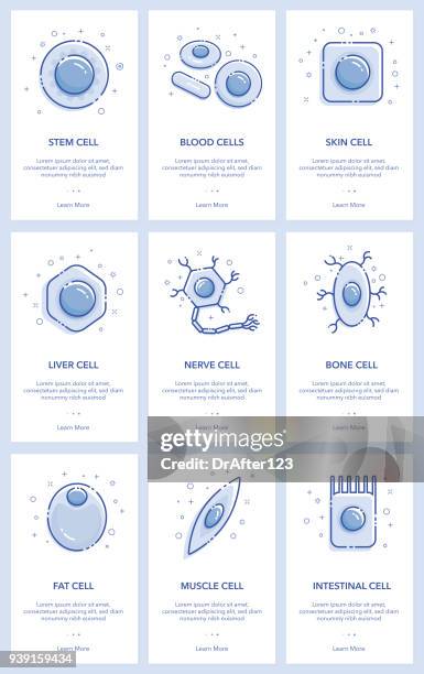 ilustraciones, imágenes clip art, dibujos animados e iconos de stock de concepto de células madre - célula hepática