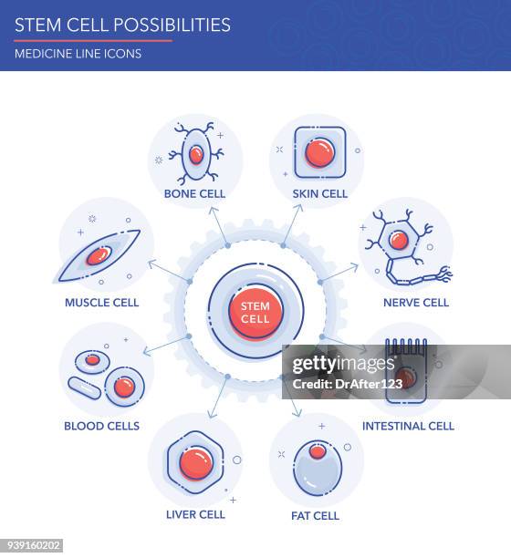 stockillustraties, clipart, cartoons en iconen met stamcel mogelijkheden - regenerative medicine