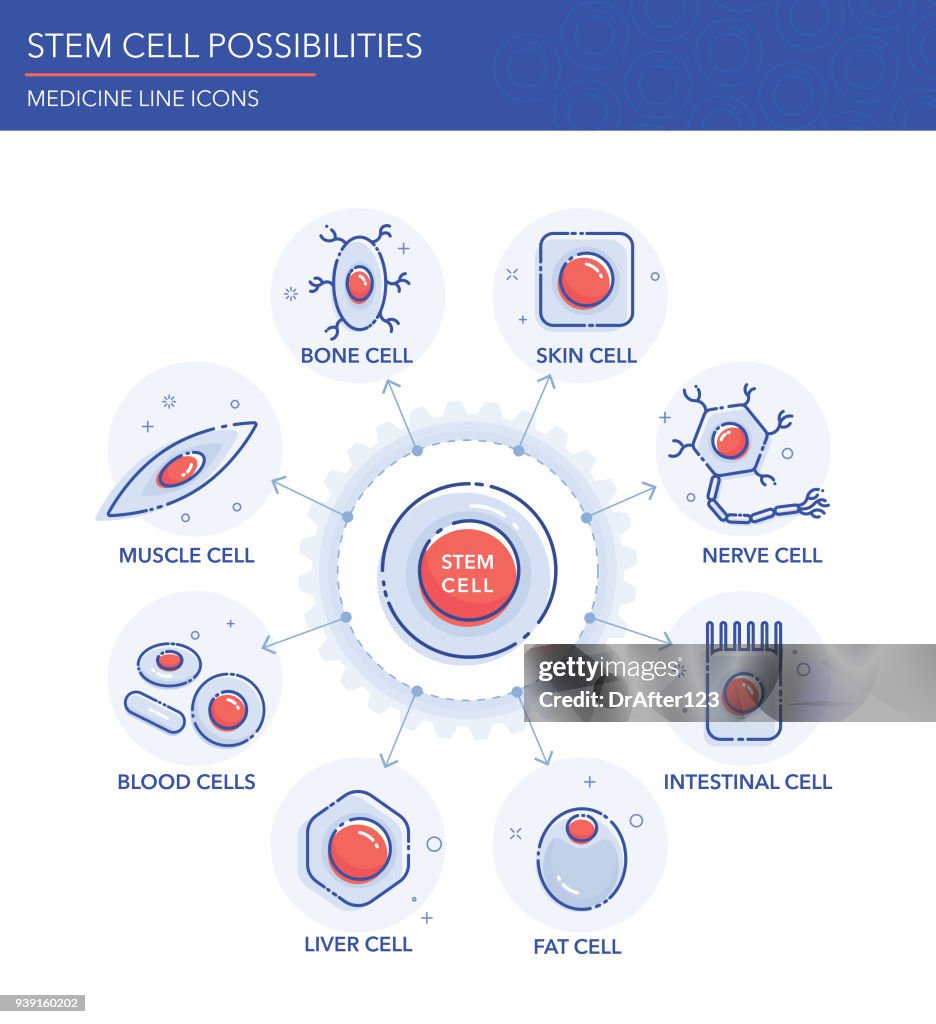Stem Cell Possibilities