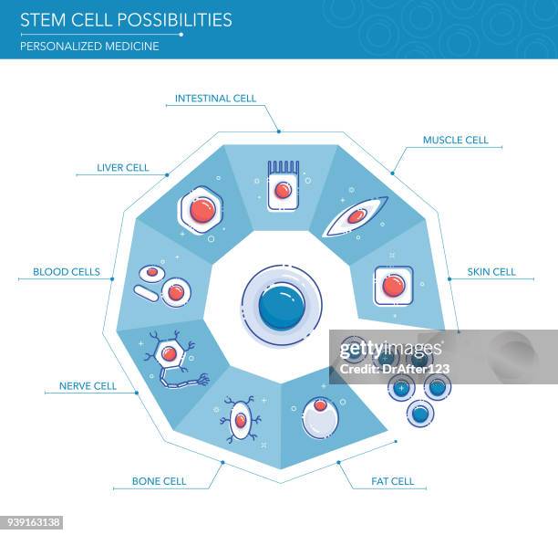 stem cell possibilities concept - regenerative medicine stock illustrations