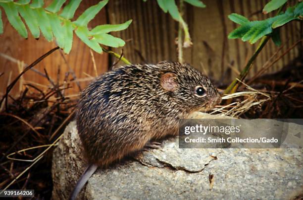 Cotton rat , a Hantavirus carrier, 2005. Image courtesy Centers for Disease Control / James Gathany.