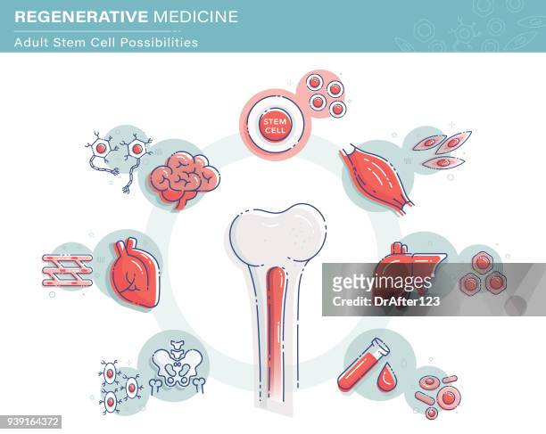 stockillustraties, clipart, cartoons en iconen met regeneratieve geneeskunde infographics - beenmerg bot