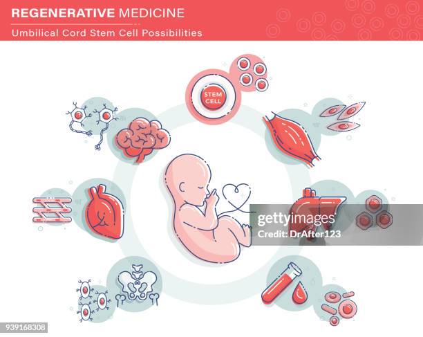 umbilical cord stem cel - personalized medicine stock illustrations