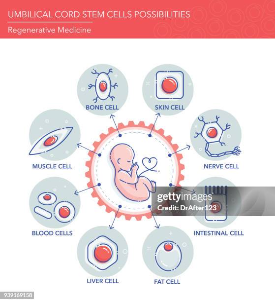 臍帶幹細胞的可能性 - umbilical cord 幅插畫檔、美工圖案、卡通及圖標