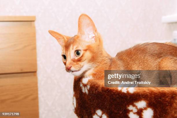 abyssinian kitten (sorrel) sitting on the scratching post - scratching post stock pictures, royalty-free photos & images