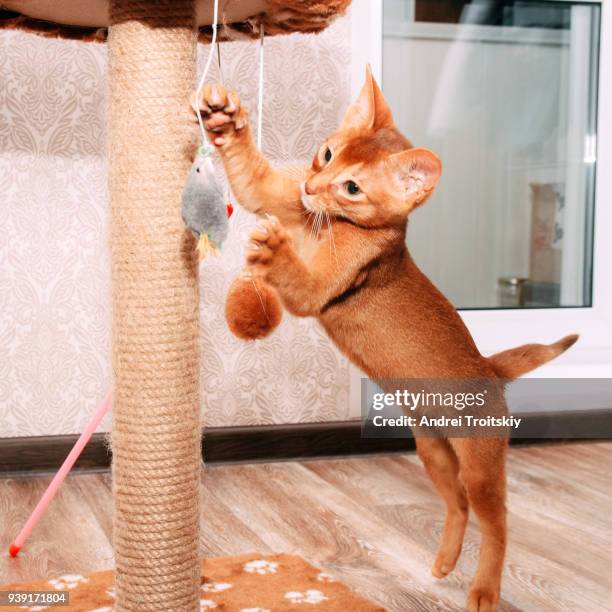 abyssinian kitten (sorrel) playing with the scratching post - abyssinian cat stock-fotos und bilder