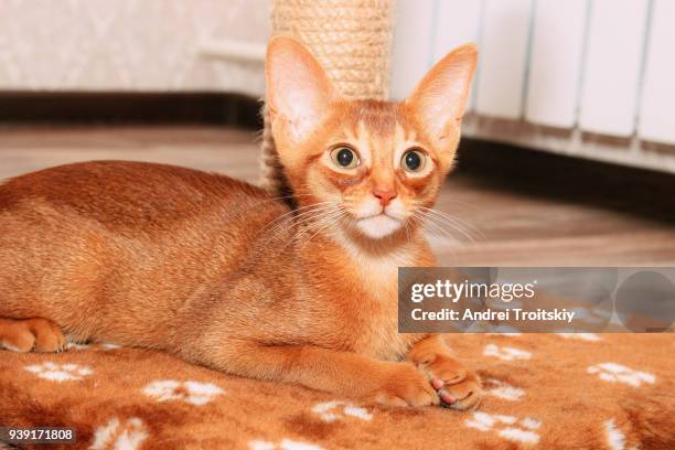 abyssinian kitten (sorrel) sitting on the scratching post - scratching post stock pictures, royalty-free photos & images