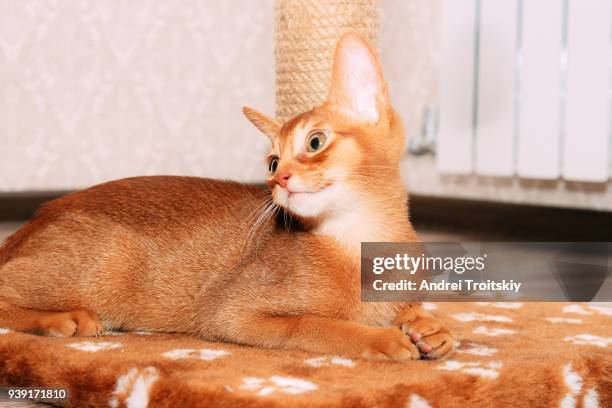 abyssinian kitten (sorrel) sitting on the scratching post - scratching post stock pictures, royalty-free photos & images