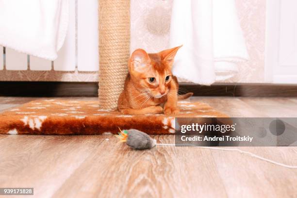 abyssinian kitten (sorrel) sitting on the scratching post and playing with toy mouse - scratching post stock pictures, royalty-free photos & images