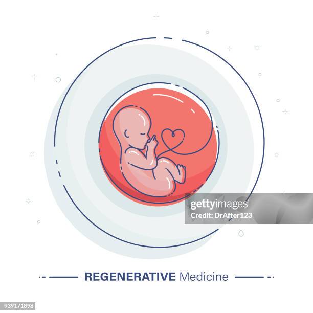 embryonic and umbilical cord stem cell concept - regenerative medicine stock illustrations