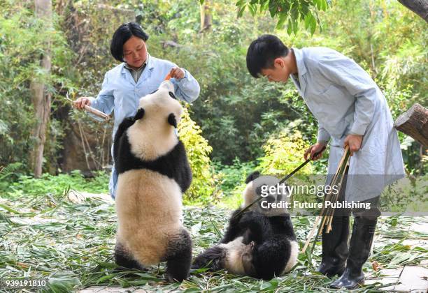 Workers feed the two male panda cubs Qin Qin and Ai Ai in the Chimelong Safari Park in Guangzhou in south China's Guangdong province Wednesday, March...