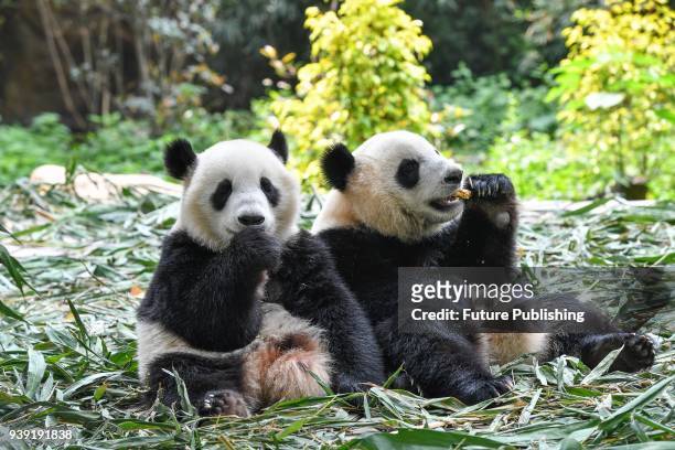 The two male panda cubs Qin Qin and Ai Ai have lunch together in the Chimelong Safari Park in Guangzhou in south China's Guangdong province...