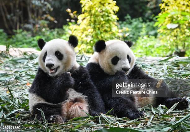 The two male panda cubs Qin Qin and Ai Ai have lunch together in the Chimelong Safari Park in Guangzhou in south China's Guangdong province...