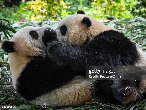 The two male panda cubs Qin Qin and Ai Ai play together in the Chimelong Safari Park in Guangzhou in south China's Guangdong province Wednesday,...