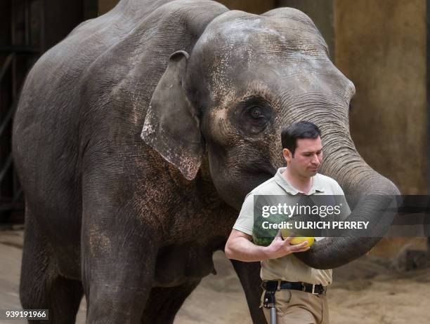 Female elephant Kandy reaches for the melons carried by keeper Christian Wenzel at the Hagenbeck zoological garden in Hamburg, northern Germany, on...