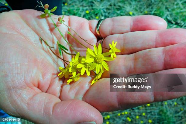 a handful of spring wildflowers - small juniper stock pictures, royalty-free photos & images