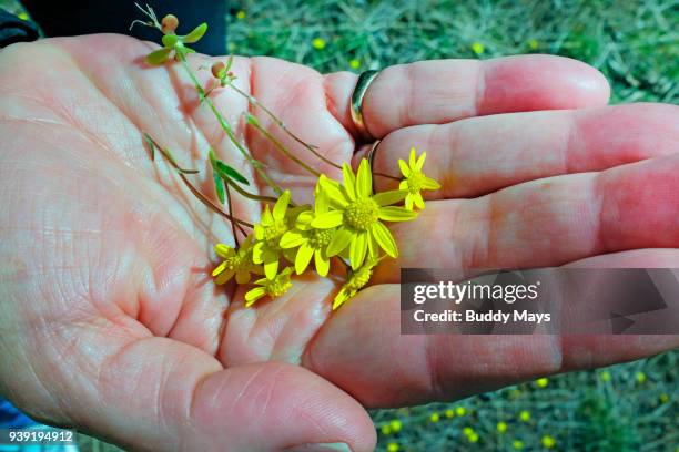 a handful of spring wildflowers - bouquet canyon stock pictures, royalty-free photos & images