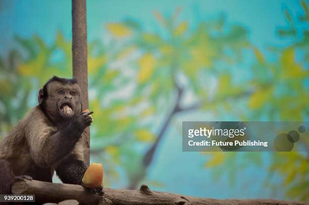 Tufted capuchin, also known as black-capped capuchin, has food in a zoo in north China's Tianjin Municipality Tuesday, March 27, 2018. The primate...