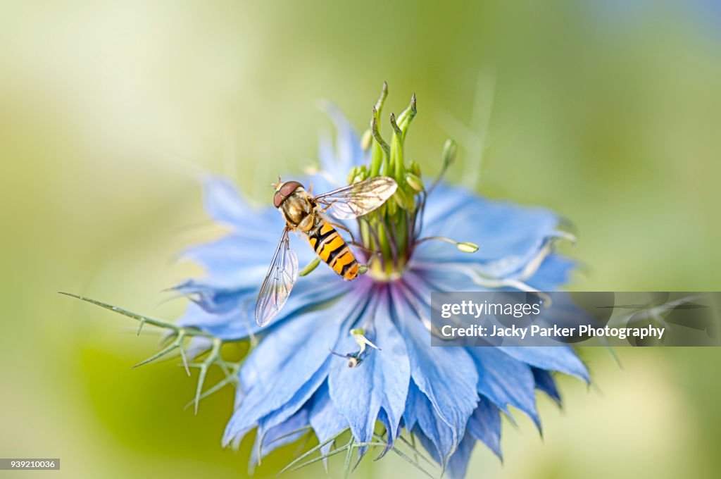 Close-up image of a Hover-fly collecting pollen from a Nigella blue flower, also known as Love-in-a-mist