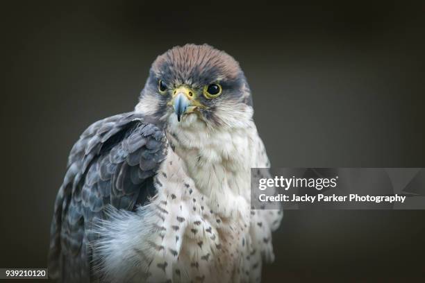 close-up image of a lanner falcon (falco biarmicus) bird of prey - alfaneque imagens e fotografias de stock
